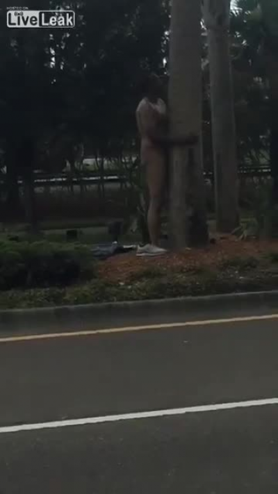 Man spreads Grandmother Willow's cheeks.