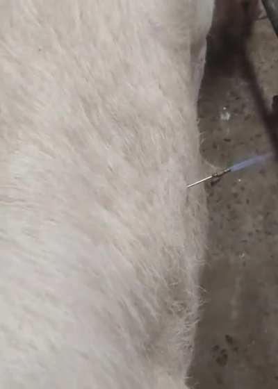 Draining a cow bloated with methane.