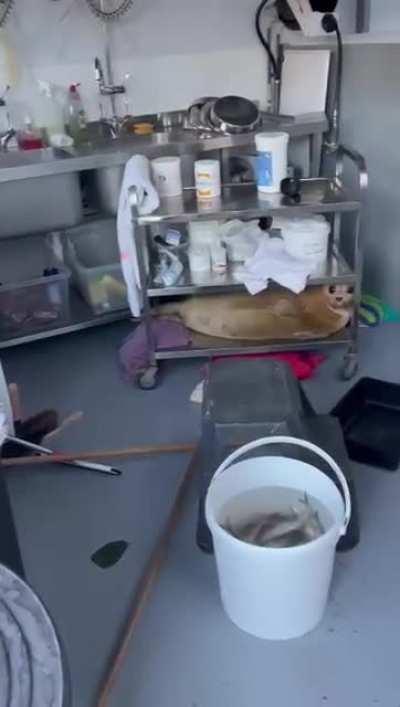 Someone forgot to lock one of the pens in the wildlife hospital last night