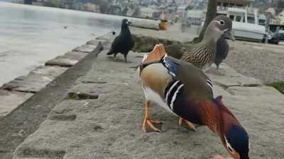 Mandarin duck gets slapped by pidgeon.