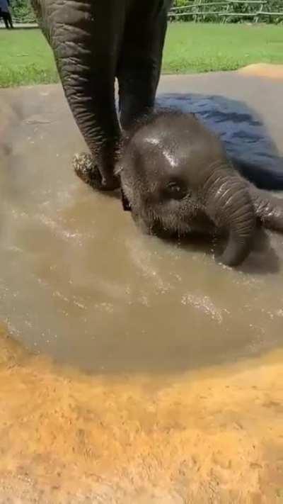 Baby Elephant taking a bath