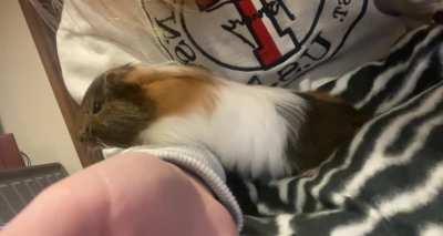 Hi, this is Bambi she is 9 weeks old, I know Guinean pigs love to “popcorn” however I’m not one hundred percent sure this is what I’m seeing ? Need advice to if this is normal or not