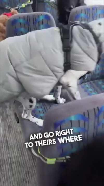 Dog bus. Never did I think this sort of business was even possible