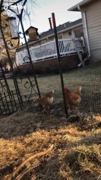 Rabbit:1, Headphones:0