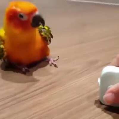 Thingy gone? Lemme justvibe it out ~(˘▾˘~)