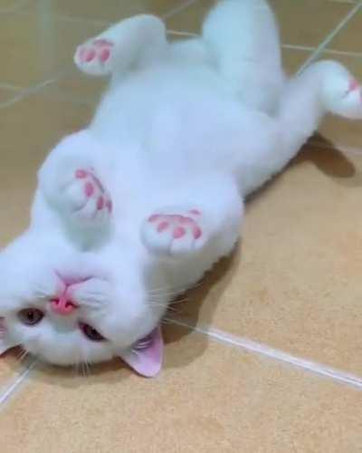 Pink nose and beans!