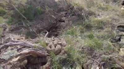 HUGE RATTLESNAKE DEN IN MONTANA IS THE STUFF OF NIGHTMARES -  