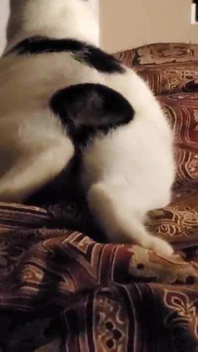 Haunted by this tailless cat, yet still moving the stub!