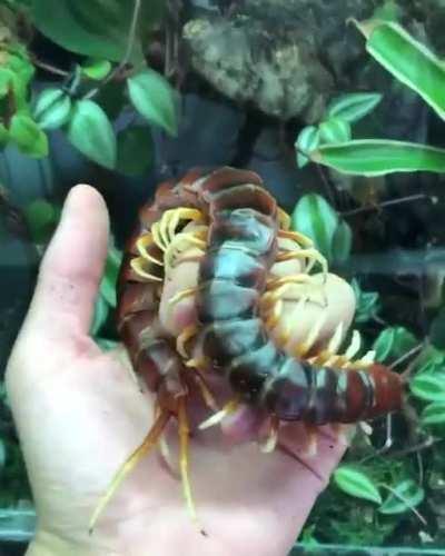 Амазонская гигантская сколопендра