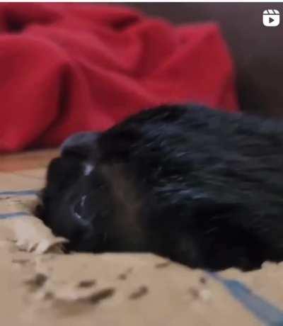 careful, very dangerous beast!