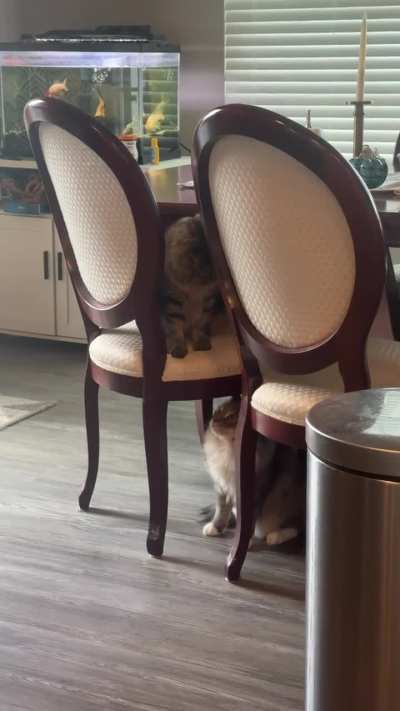 Cosmo really wants to play with Nimbus but usually comes on too strong. (I guess because Nimbus will hiss) But we are making progress!