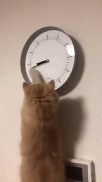 Caught Hako in action