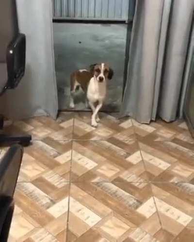 Original Portuguese song