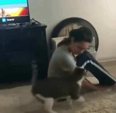 Kitty See, Kitty Do...