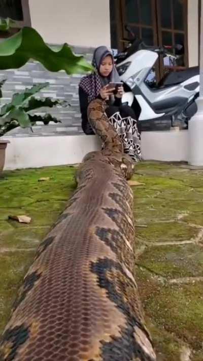 My name is Ana Conda, I'm your friend for now.