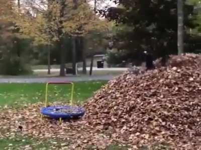 He loves the pile of leaves