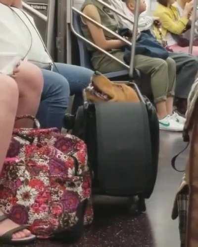 I can hear his tail wagging.