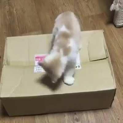 BruTAL aSSASSiN MUrderS iNNocENt VIcTiM from an UnMaRkeD pACKAgE