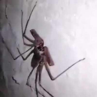 Hemos encontrado chá chá chaan... Un tendarapo ._.