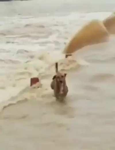 Cruzo porque cruzo ese charco no me va a detener...