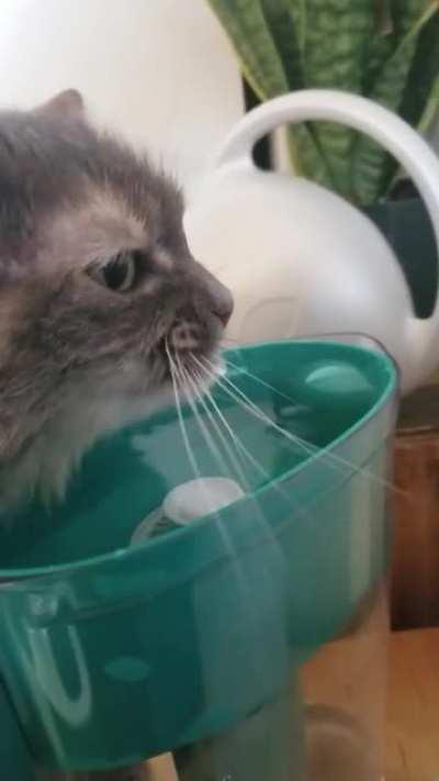 Ms. Chonk requires hydration