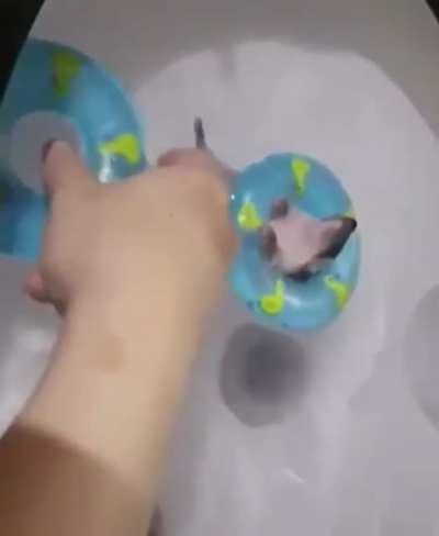 The cutest video of the day is here. You may try again tomorrow.