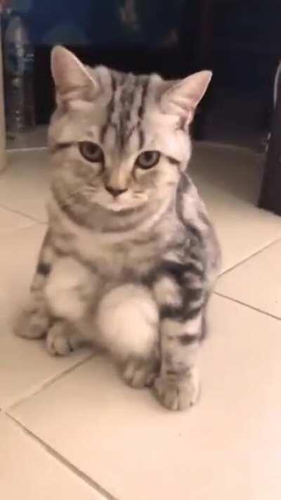 To sit like a normal cat