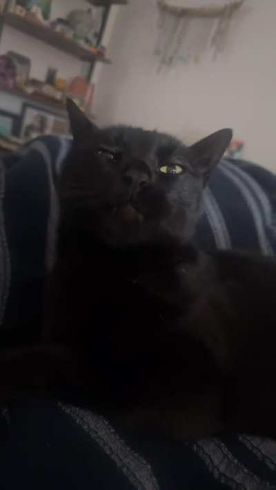 my cat chews air when he’s content or happy