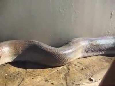 Would you cuddle a Brazilian squeeze dragon?