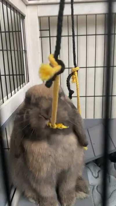 Finally found a way to engage my bun who hates toys. (I hung dried banana to a string) He’ll work on this for like an hour straight 😆 Look at him nom-nom-ing away