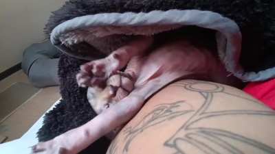 When you just woke up but still look adorable 🐾 Good morning