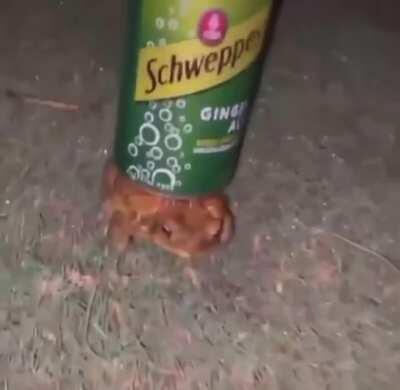 Frog with the ginger ale