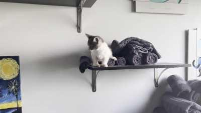 Wonks took it upon herself to climb the shelves in the bathroom and then got mad she couldn’t get back down.