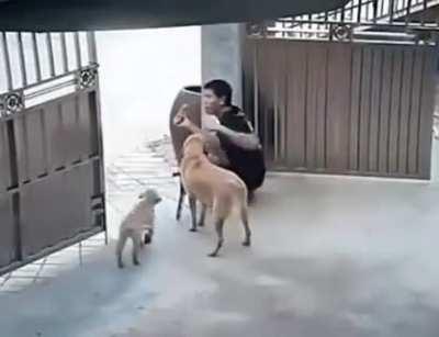 Definitivamente o melhor amigo do homem