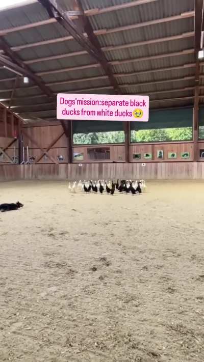 Separate the 2 groups of duck 🪿🦮