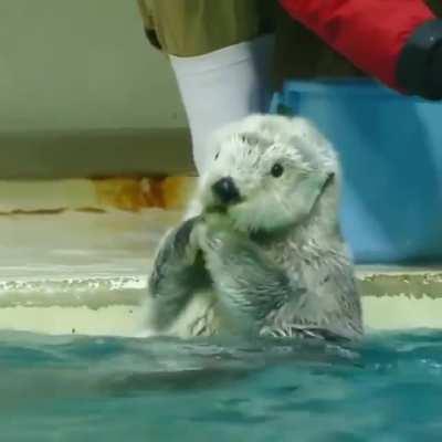 Otterly overwhelmed