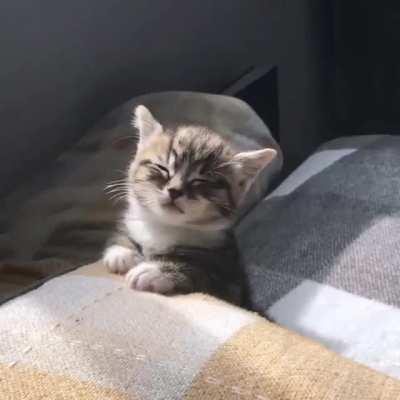 Aww this bed comfortable