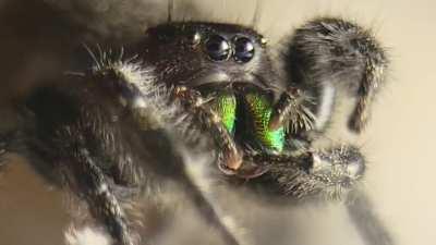 Cookie reminding you to floss after eating!