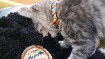 What is my cat doing? Every time he finds something with the same texture he start doing that. He looks very cute