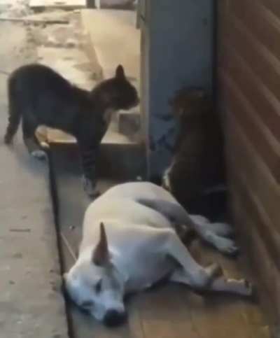 LET ME SLEEP.....PLEASE!!!!