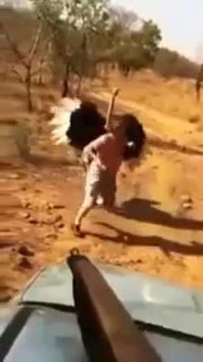Trying to intimidate an Ostrich