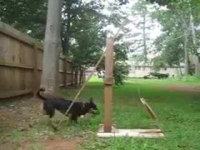 Dog learned to operate a catapult