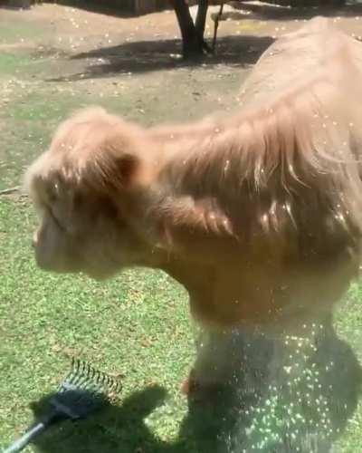 Getting showered on a hot day