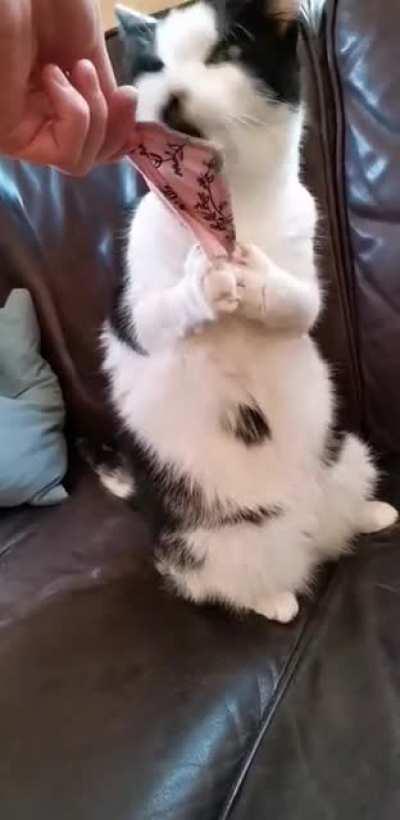 when the catnip is hitting real good