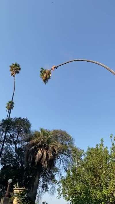 Man Risks His Life By Cutting 100-Foot Californian Palm Tree