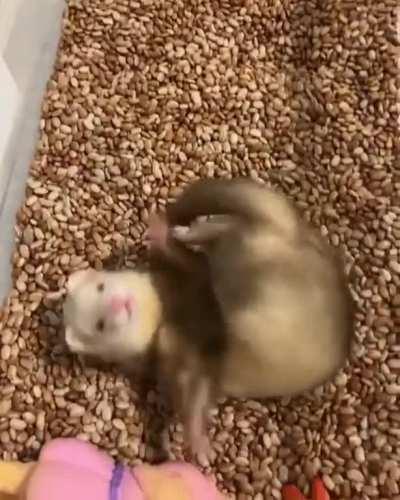 Living sock on crack