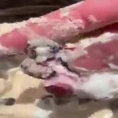 Geomrt dshad lean 🍆🍇💜