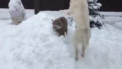 Dogberg takes down a tiger