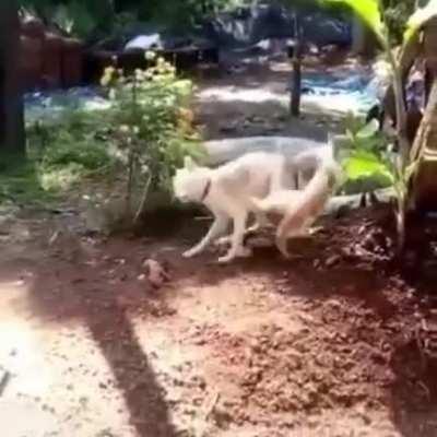 Did a dog just roundhouse kick a cat??!?