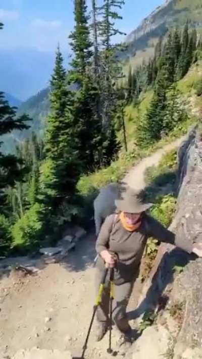 Hikers encounter a majestic mountain goat on trail
